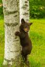 Minnesota-black bear cub climbing tree-captive Art Print